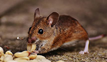 Customized Pest Control for High-Security Facilities